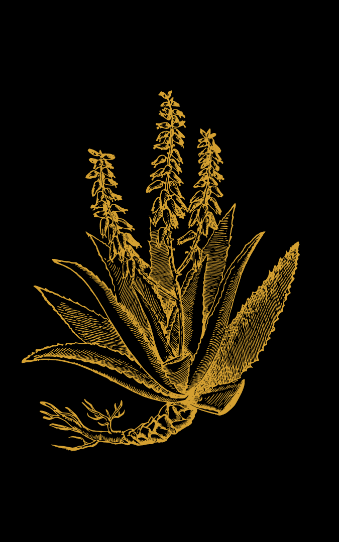 Image of an aloe vera graphic in black and gold